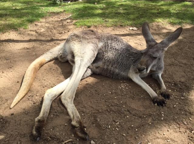 Wypoczywający kangur, fot. archiwum prywatne