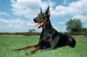 Doberman