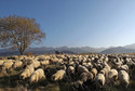 Bacowie z owcami na Bachledzkim Wierchu