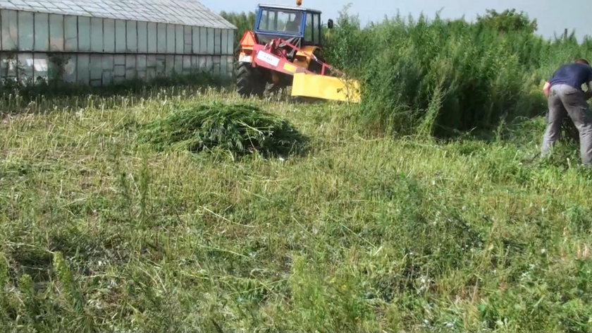 Zlikwidowana plantacja konopi