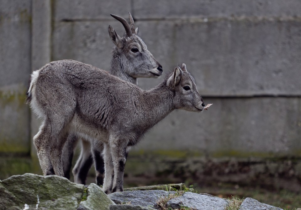 Nachury we wrocławskim zoo