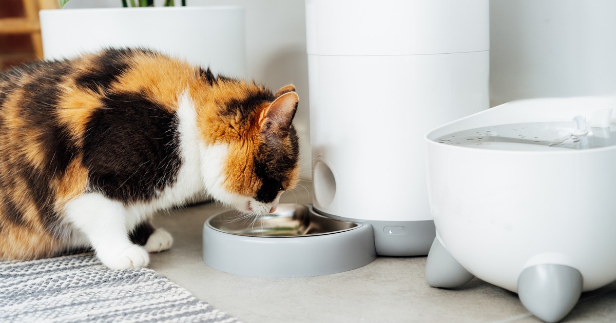 Dla zwierzaków i ich właścicieli. Te smart gadżety dla psów i kotów ułatwią opiekę nad pupilem