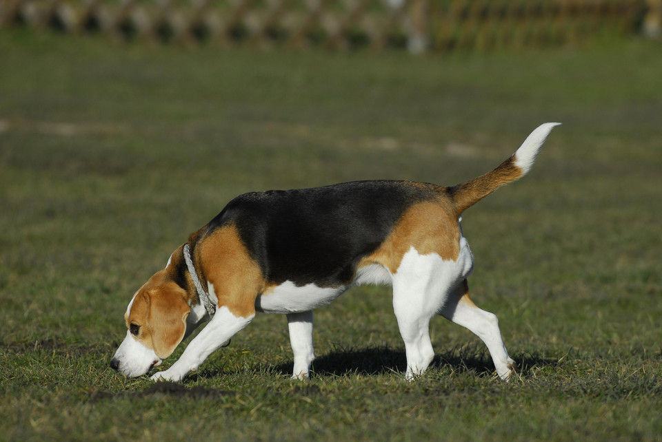 Miejsce ósme: beagle