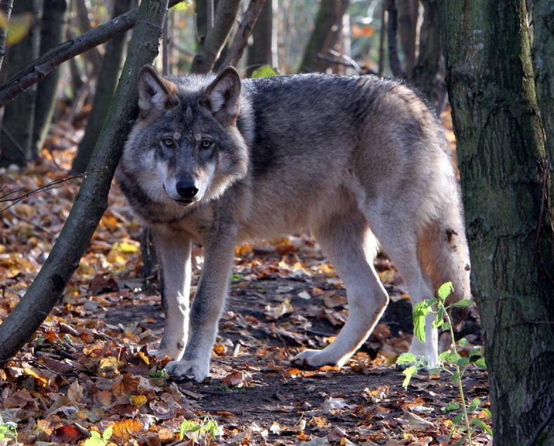 Wilk w Dolinie Rospudy