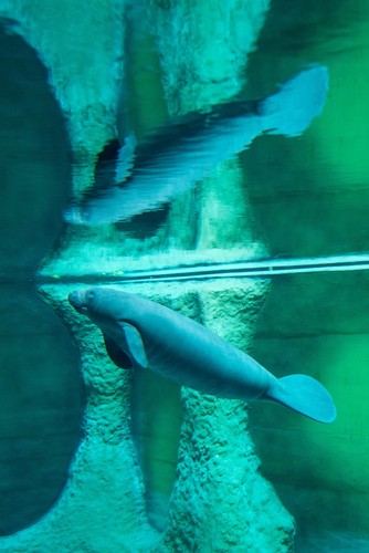 Wrocławskie Afrykarium