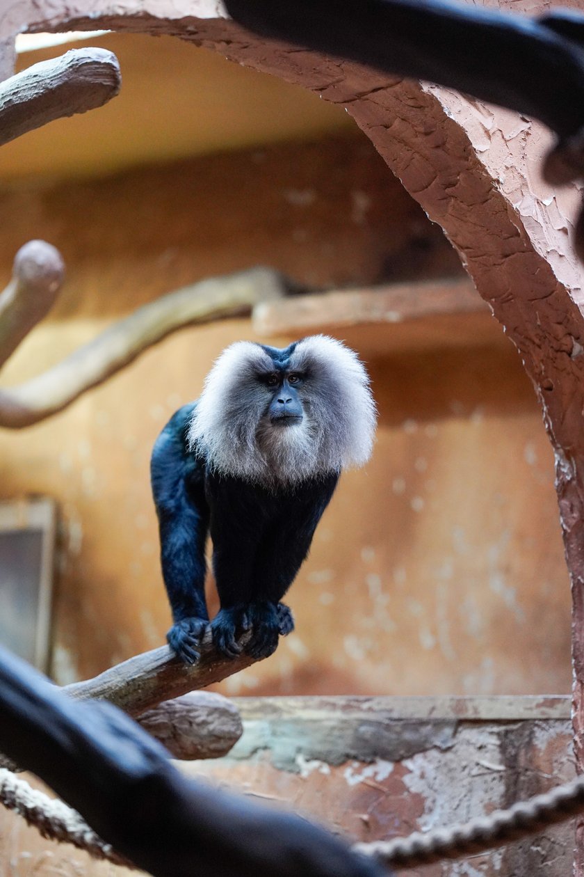 W zoo zwierzaki zimy się nie boją