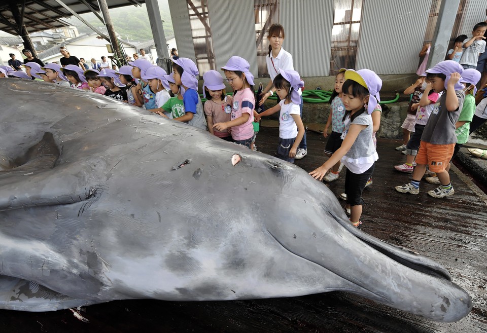 JAPAN FEATURE PACKAGE WHALING