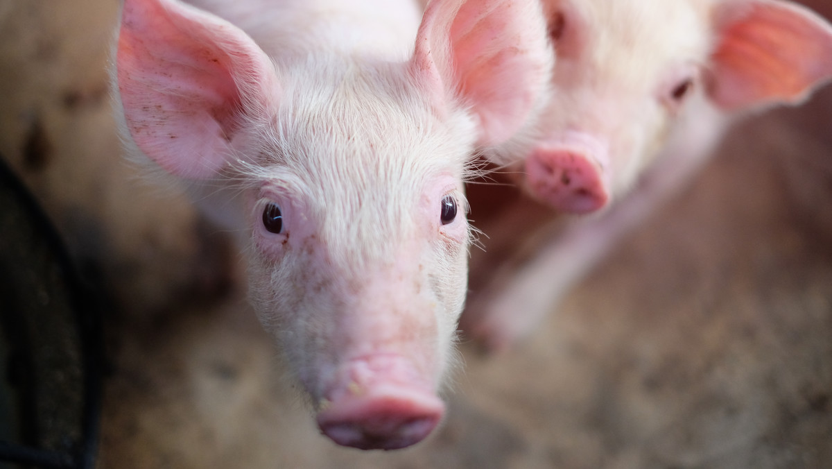 W związku z nowymi ogniskami wirusa afrykańskiego pomoru świń (ASF) w Polsce Ukraina wprowadziła zakaz importu świń, wieprzowiny i jej przetworów z Mazowsza i Lubelszczyzny – podała Państwowa Służba Bezpieczeństwa Żywności i Ochrony Konsumentów w Kijowie.