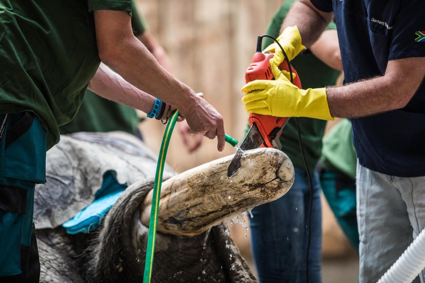 Poznań: operacja słonia Ninio w zoo. Usunięto mu cios