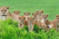 Say Cheese: The Perfect Lion Family Portrait