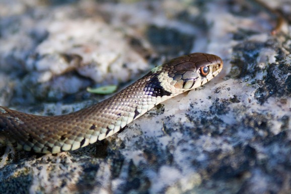 (VIDEO) BUĐENJE ZMIJA! Pogledajte ovaj prizor sa najčistije reke u Srbiji
