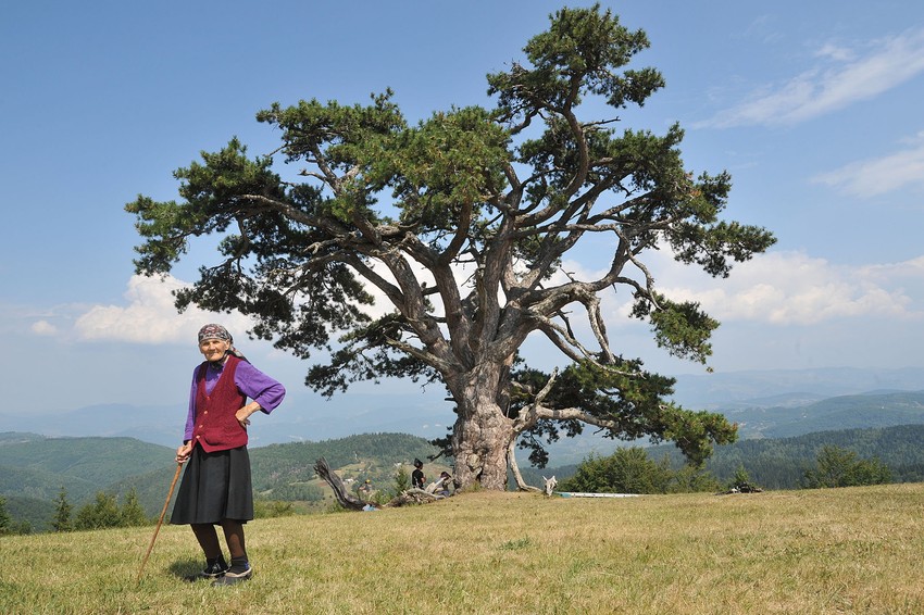Od svetibora se ništa ne odnosi, čak ni šišarka ili grančica: Kamena Gora
