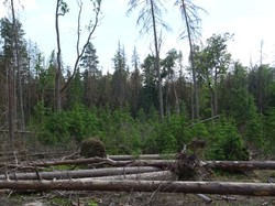 MKiŚ stawia na ochronę lasów cennych przyrodniczo i ważnych społecznie