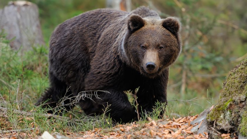 Tatry Niżne. 57-latek zginął po ataku niedźwiedzia w Liptowskiej Łużnej