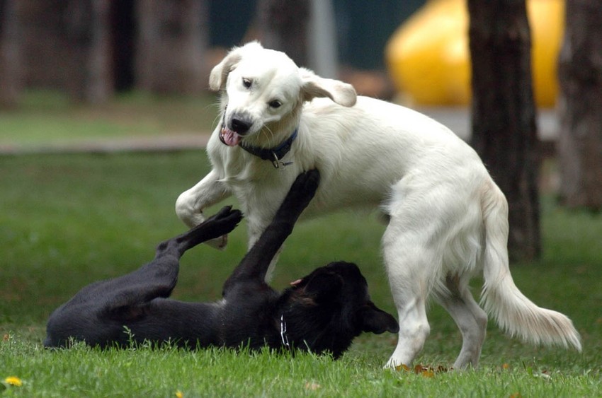 Veterinar vodi uspešan biznis kloniranja životinja
