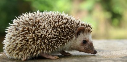 Monitoring nagrał bestialską "zabawę" 14-latków. "Grali jeżem w piłkę"