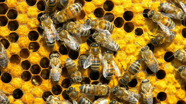 Pomagajmy pszczołom bez lipy razem z PSOR i Fundacją Nasza Ziemia
