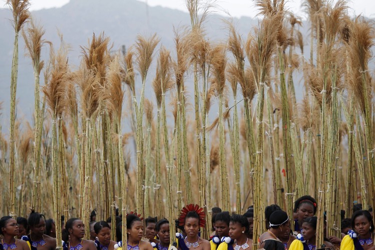 Taniec Trzcin - tradycyjny obrzęd Suazi