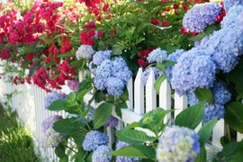 Hortenzije su vam se SPRŽILE OD VRUĆINE, izgubile svežinu i počele da venu? Otkrivamo kako da ih brzinski vratite u život i da budu opet CVETNE, BUJNE I LUKSUZNE