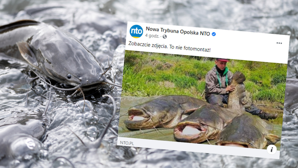 Lubuskie. Od trzech lat wyławia z Odry gigantyczne sumy 