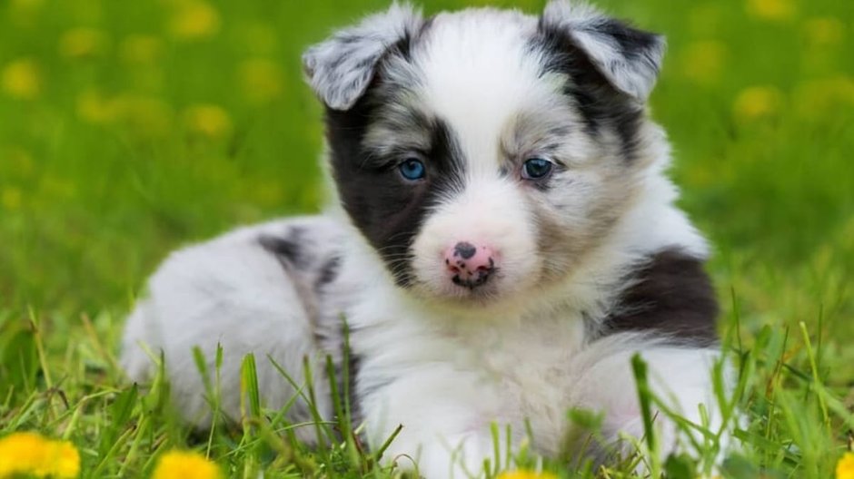 szczeniak Border Collie