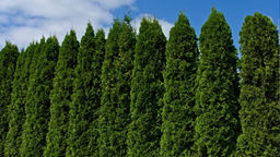 trzeba będzie przyciąć tuje. maksymalna dopuszczalna wysokość żywopłotu może zaskoczyć