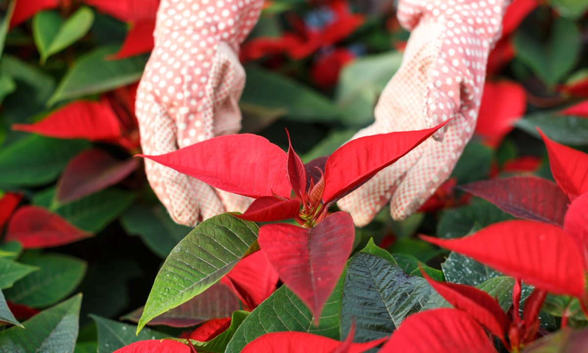 Kupujesz gwiazdę betlejemską? Zwróć uwagę na te trzy rzeczy