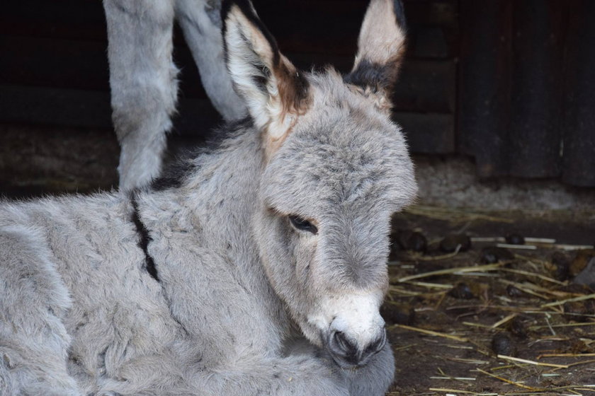 W Nowym Zoo urodził się osiołek Ringo