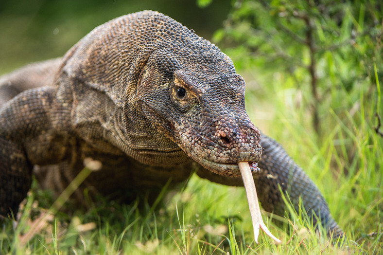 Warany z Komodo zabijają ofiary nie tylko dzięki swojej sile, ale również przy użyciu trującej śliny