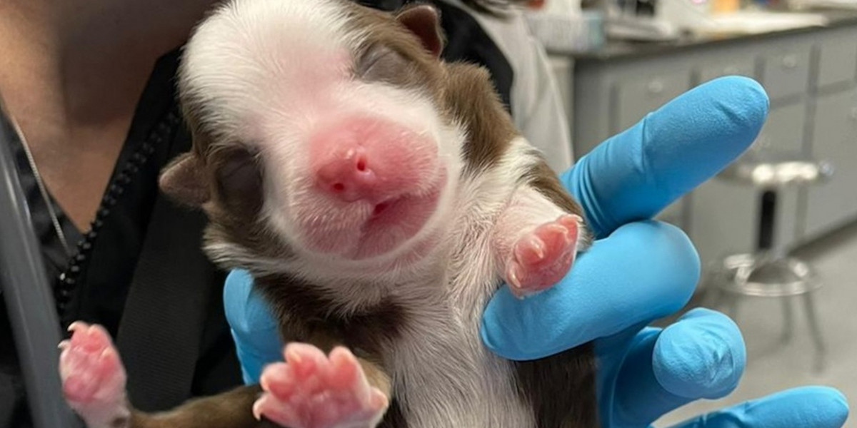 Puppy born with six legs