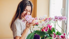 Jak rozmnożyć storczyki w domu bez wydawania pieniędzy? Wypróbuj ten sposób