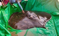 Zdumiewające odkrycie w Kambodży. Złowiono największą rybę słodkowodną w historii