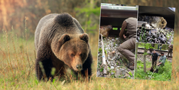 Niedźwiedź zginął pod kołami kolejki wąskotorowej w Tatrach. Biegł za samicą