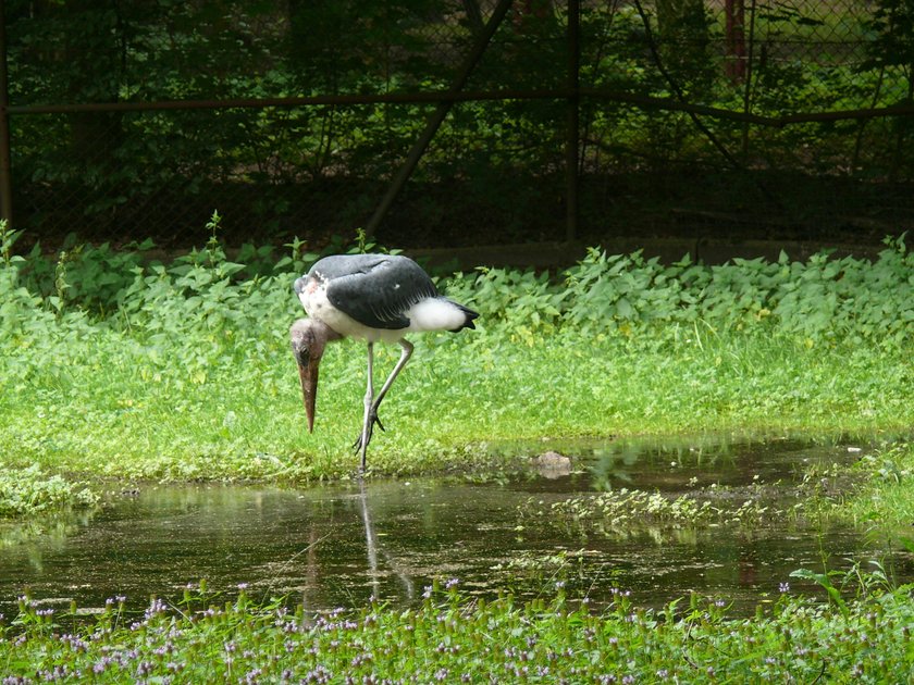 Romantyczna historia marabutów z ZOO w Poznaniu