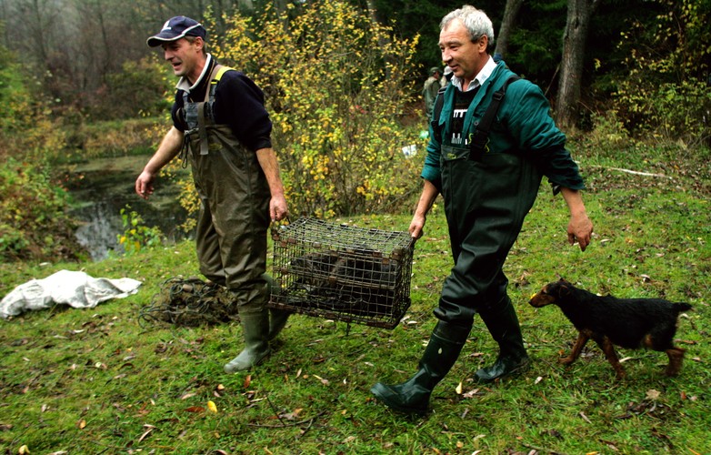 Fotoreportaż Wojtka Jargiło o przenoszeniu bobrów zwyciężył w konkursie BZ WBK PRESS FOTO 2009 w kategorii przyroda
