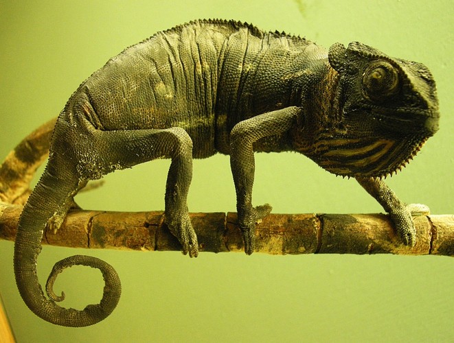 Pracodawcy poszukują przede wszystkim odpowiedzialnych i godnych zaufania osób. Nie zatrudniają „świrów”, którzy podczas rekrutacji za wszelką cenę próbują „rozsadzić im mózg”. Rozpoczęcie rozmowy kwalifikacyjnej od kwestii „jestem kameleonem…” nie jest dobrym pomysłem. Zachowuj się więc w sposób, który podkreśli twoje wyważenie.