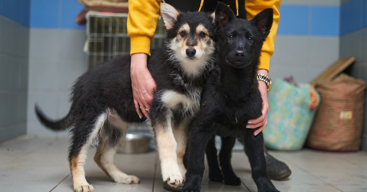 Wrocław otacza opieką bezdomne psy i koty. Nowy program