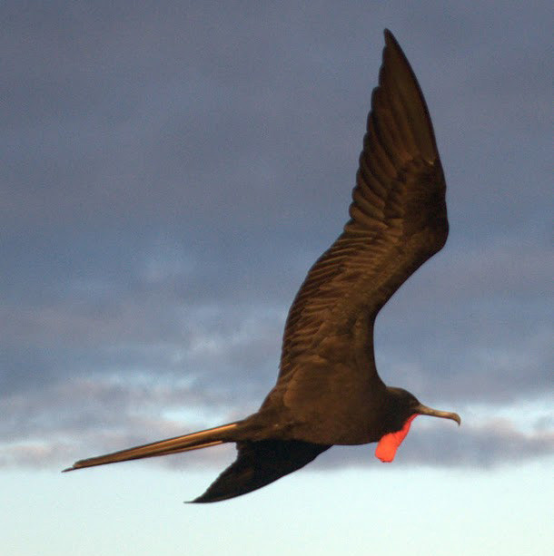 Wyspa Galapagos