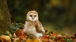 Bardzo przyjemny quiz z polskich ptaków. 20/20 tylko dla orłów