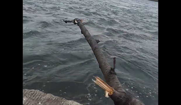 Pecanje uz pomoć grane
