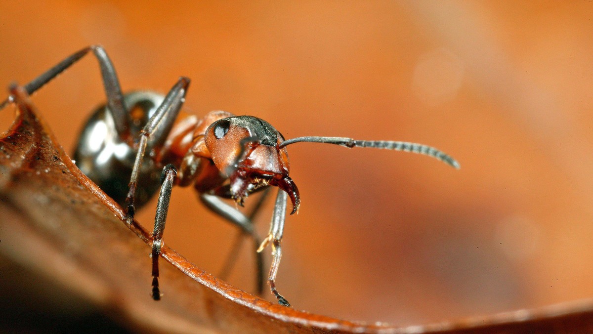 Mrowka cmawa (Formica polyctena)- makrofotografia