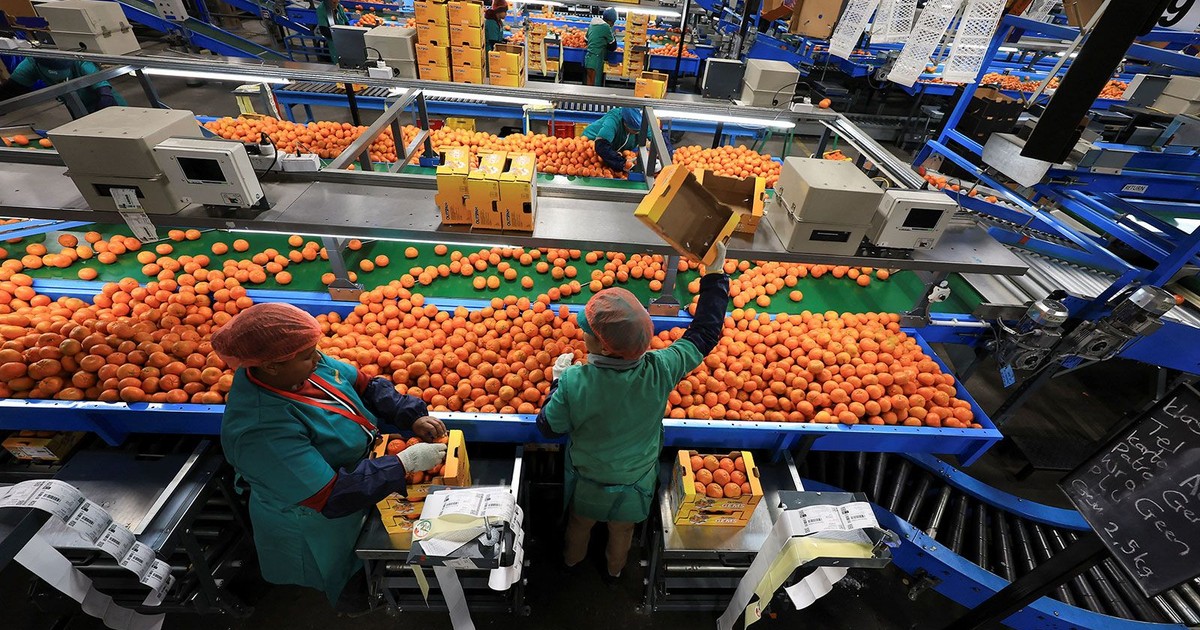Africa’s richest country sees farm exports to US jump 26% before tariff hit