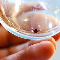Belehalt a kullancscsípésébe egy férfi - eleinte stabilnak tűnt az állapota