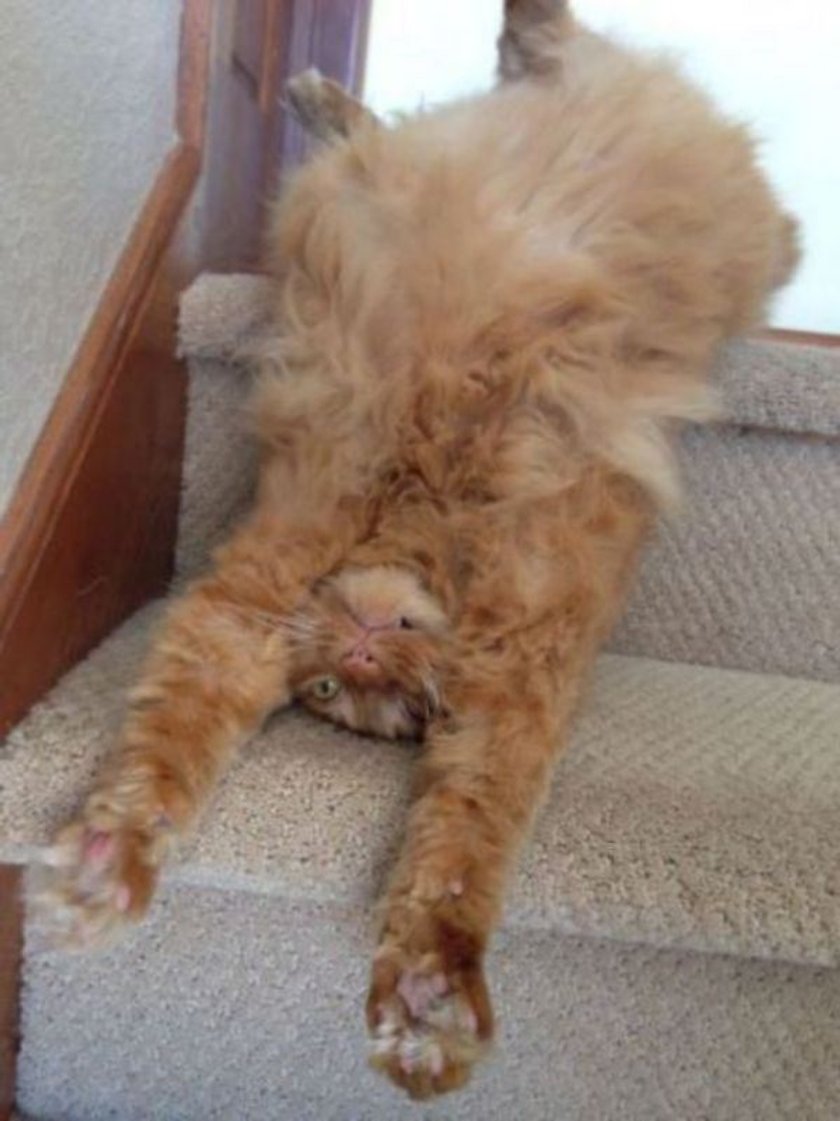 Zdjęcia słodkich i śmiesznych kotów