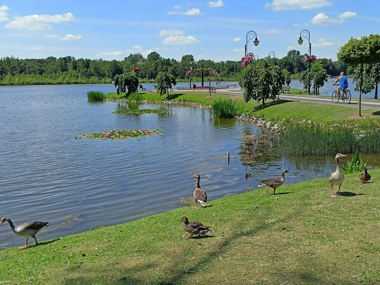 Kaczuszki na jeziorze Wolsztyńskim