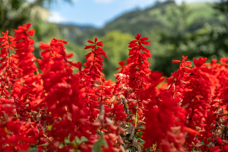 Lobelia kwiat czerwona (szkarłatna)