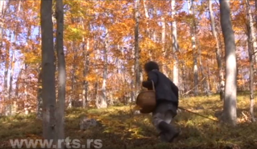 Milka u potrazi za gljivama