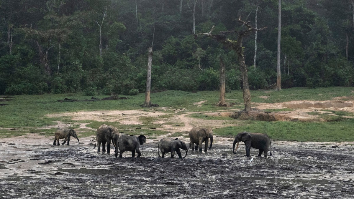 Najnowszy raport WWF. "Nadzieja wymiera ostatnia"