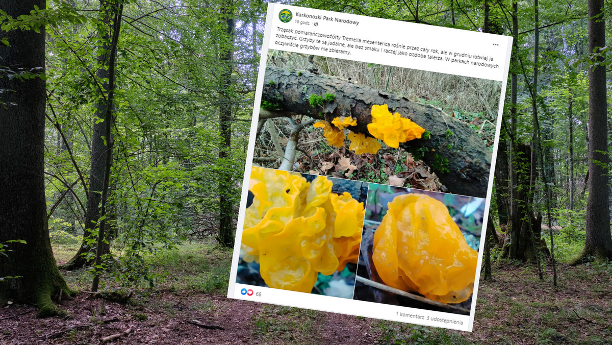 Trzęsak pomarańczowożółty Tremella mesenterica Ten grzyb rośnie w lasach