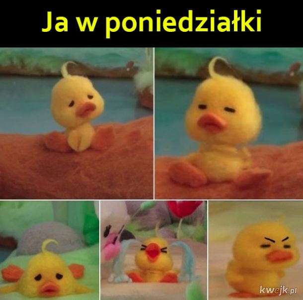 Najlepsze memy o poniedziałku 